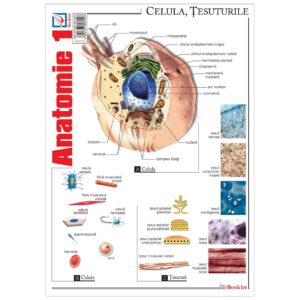 gmp33 Pliant Anatomie 1
