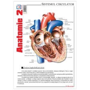 gmp34 Pliant Anatomie 2
