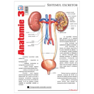 gmp35 Pliant Anatomie 3