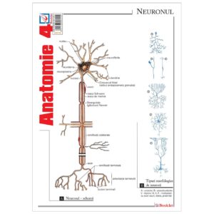 gmp36 Pliant Anatomie 4